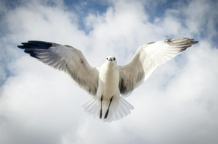 Seagull-1 Photograph by John Kirkland