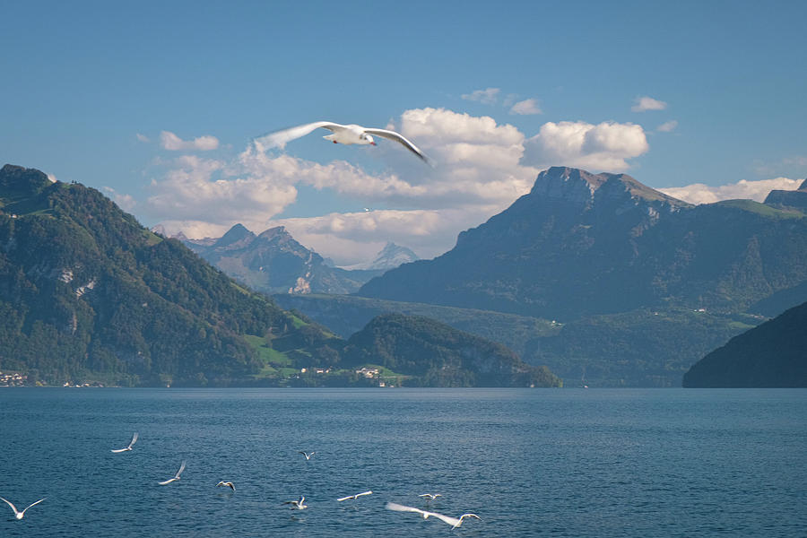 Seagull above Lake Lucerne with Alps in Switzerland Photograph by Mary Lee Dereske