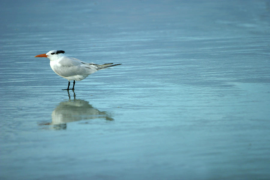 Seagull Photograph by Al Hurley