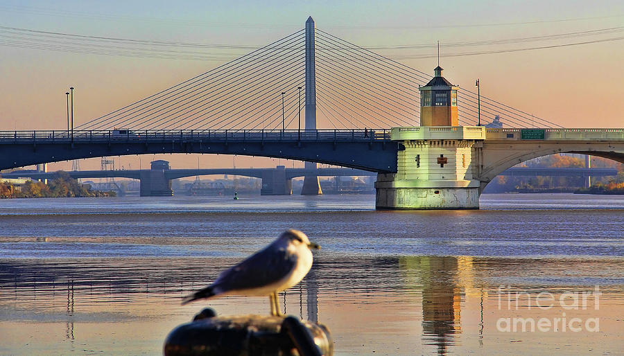 Seagull and Downtown Toledo Bridges 9163 Photograph by Jack Schultz