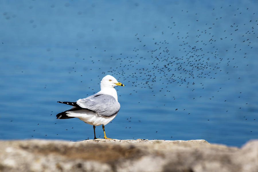 Seagull and mosquitoes Photograph by SAURAVphoto Online Store