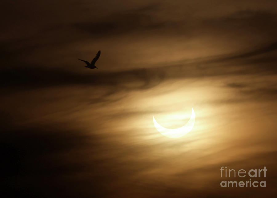 Seagull And Ring Of Fire Partial Solar Eclipse Photograph