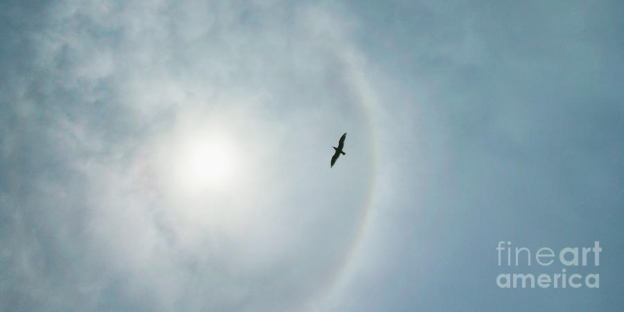 Seagull and Sun Halo Photograph by Naoki Aiba