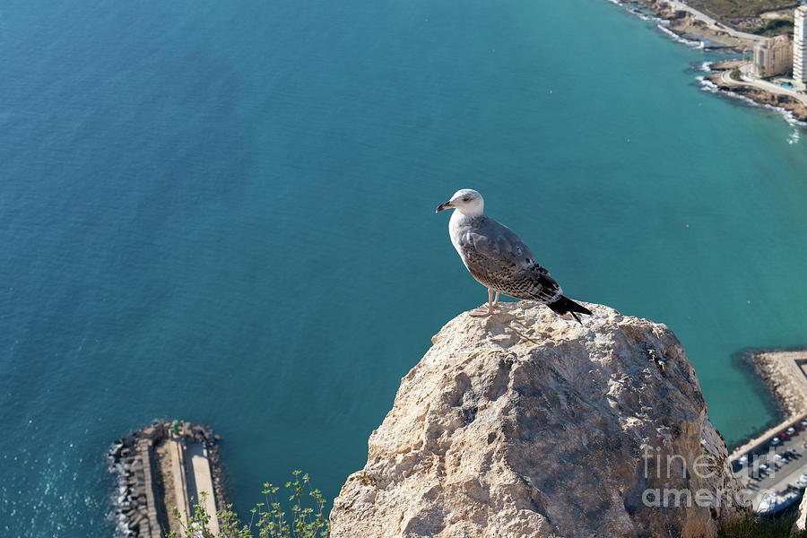 Seagull and the blue Mediterranean Sea Photograph by Adriana Mueller