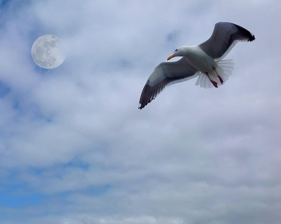 Seagull and the Moon Photograph by Rocco Leone