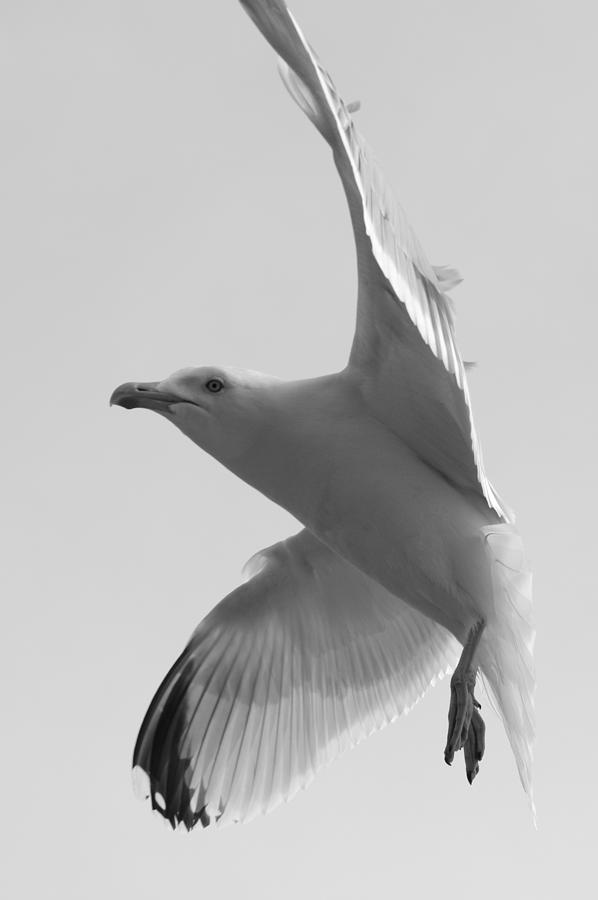 Seagull Animal Bird Fly Wings Photograph by Mona Master - Pixels