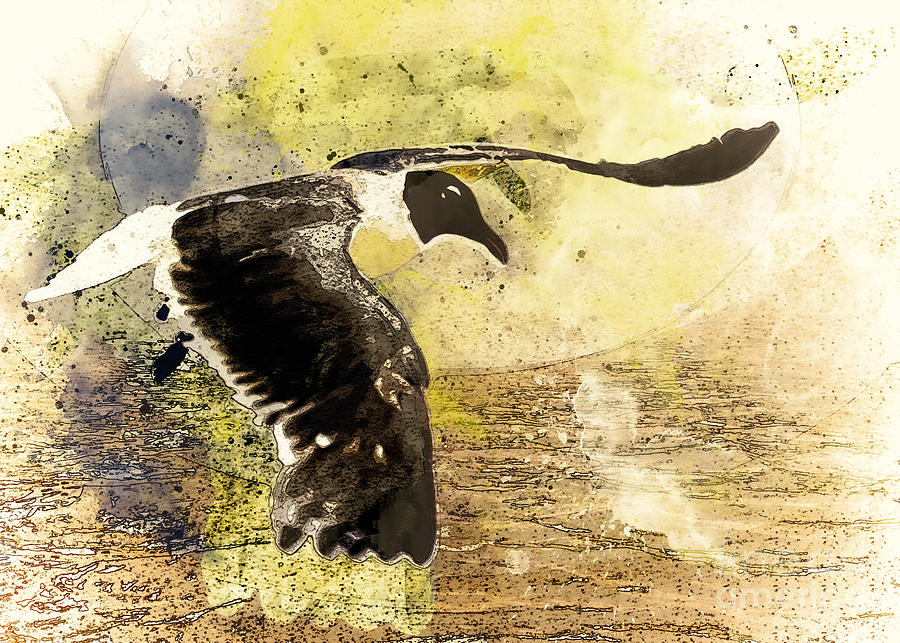 Seagull Digital Art by Anthony Ellis