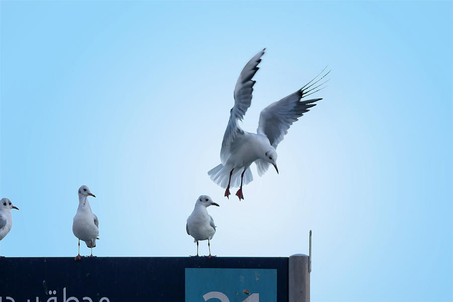 Seagull at Bur Dubai Photograph by Ameya M - Pixels