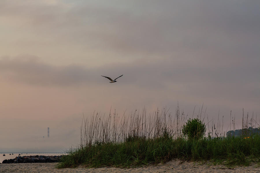 Seagull at Dawn over Yorktown Beach Photograph by Lara Morrison