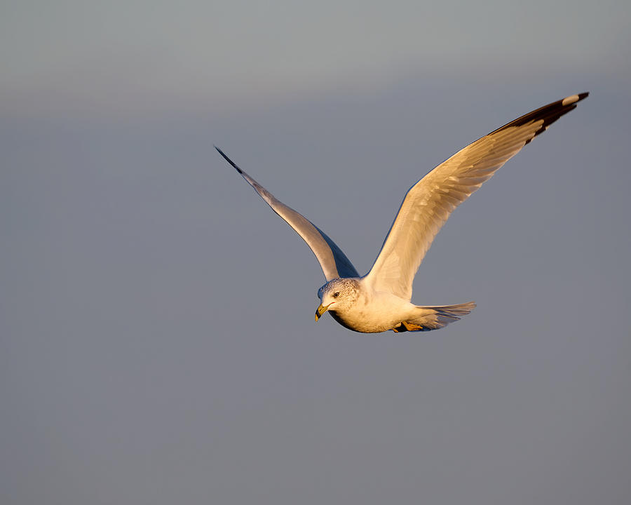 Ring-Billed Seagull at Dawn Photograph by Flinn Hackett