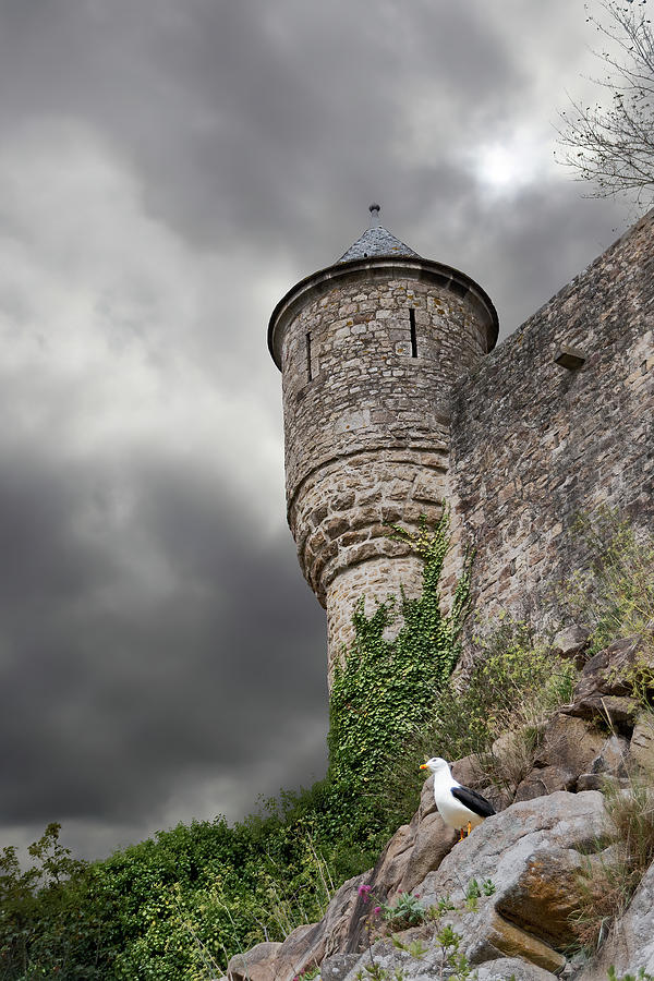 Seagull at Mont Saint-Michel, France Photograph by John Twynam