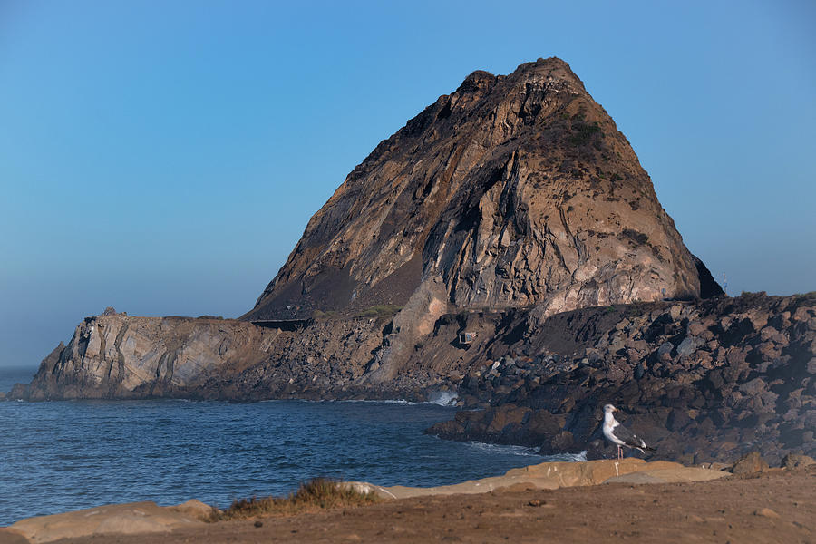 Seagull at Mugu Rock Photograph by Matthew DeGrushe