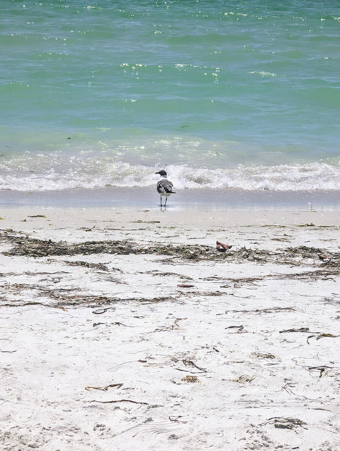 Seagull at Pass A Grille Beach Photograph by Pamela Williams