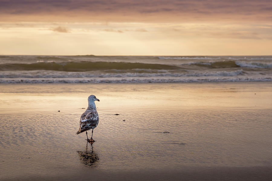 Nature Photograph - Seagull at Sunset by Adam Romanowicz