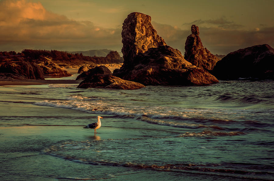 Seagull at Sunset Photograph by Jaki Miller