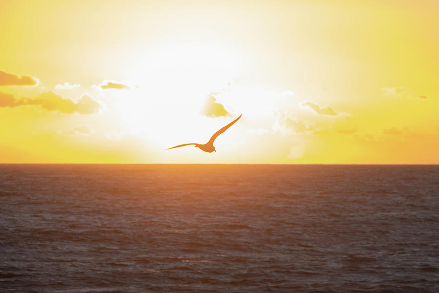 Seagull at Sunset Photograph by Matthew DeGrushe