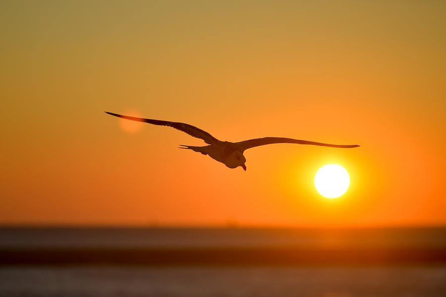 Seagull at Sunset Photograph by Nancy Ayanna Wyatt