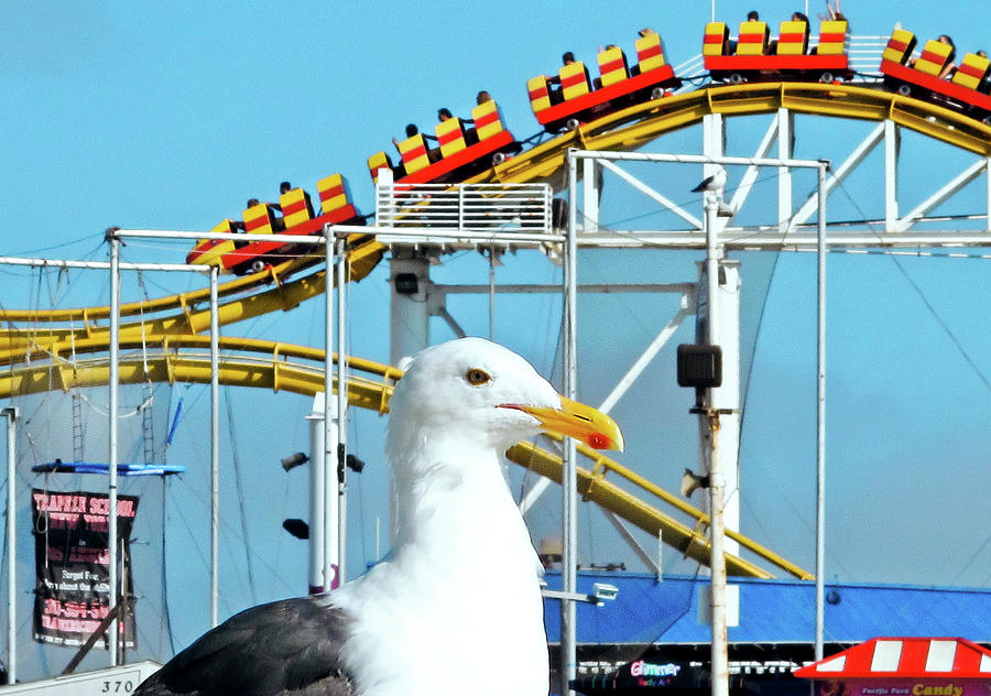 Seagull at the Santa Monica Pier Photograph by Eyes Of CC