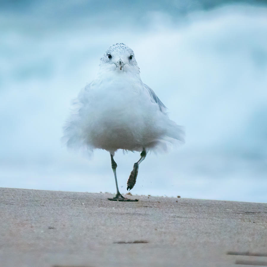 Seagull at the Seashore Photograph by Rachel Morrison