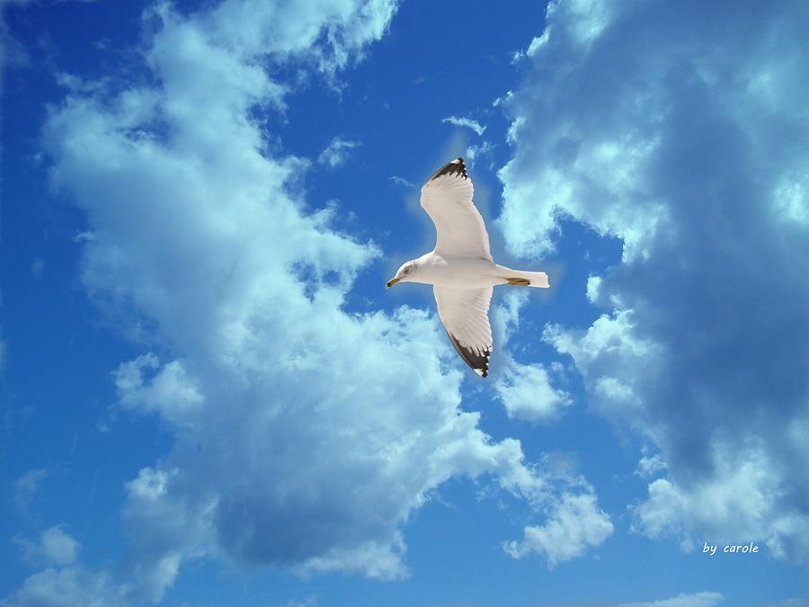 Seagull Photograph by Athala Bruckner