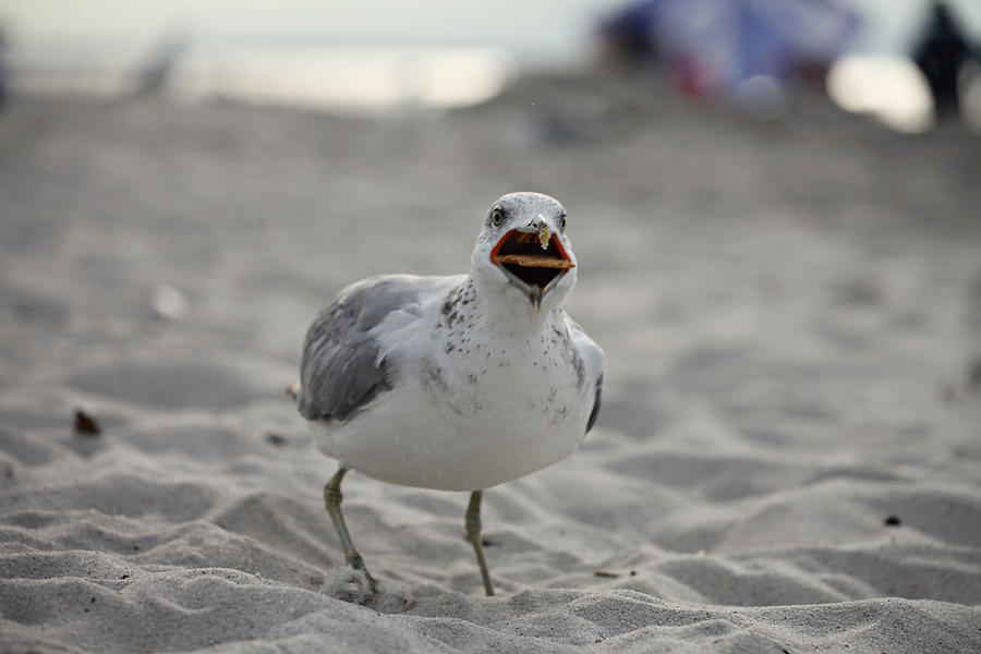 Seagull bird eating chip Photograph by Lisa Cranshaw
