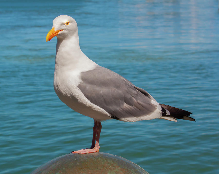 Seagull by the Water Photograph by Terry Walsh