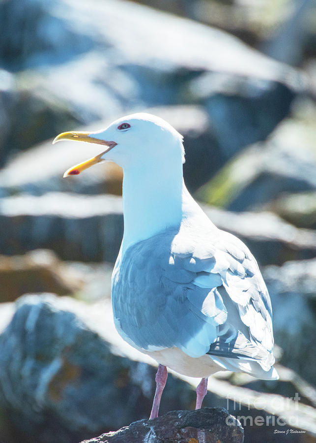 Seagull Calling Photograph by Steven Natanson