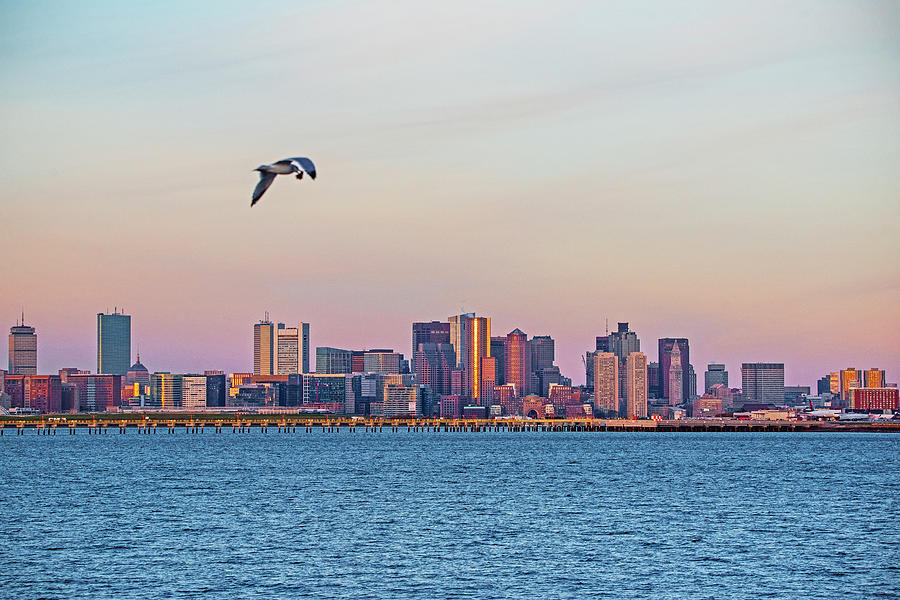 Seagull Carrying Food over the Boston Skyline at Sunrise Photograph by Toby McGuire