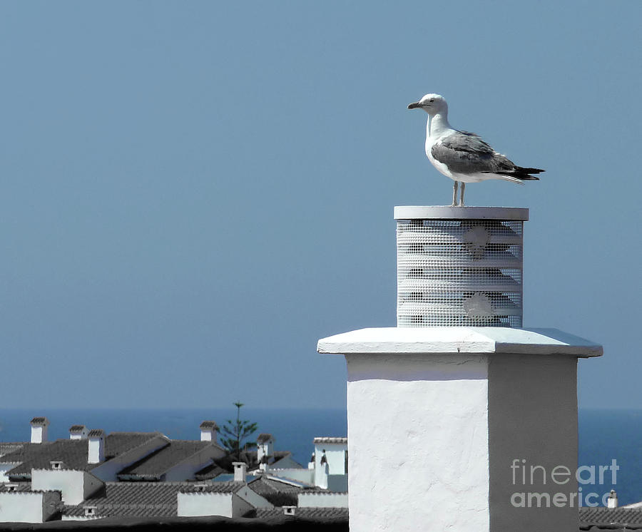 Seagull, Chimney, Arenal Den Castell Town, Minorca, Spain Photograph