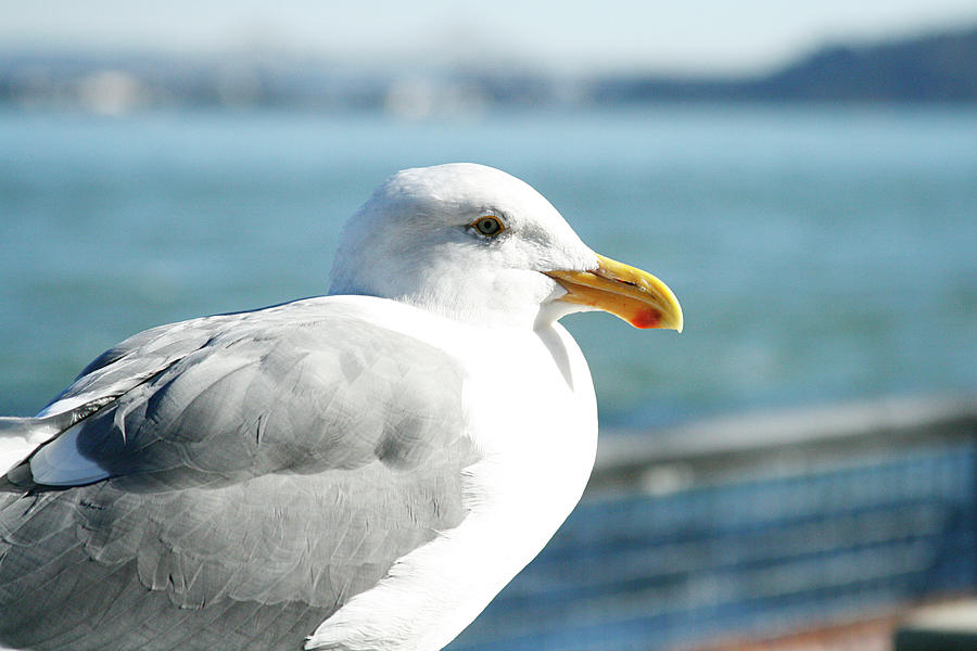 Seagull. Closeup  Photograph by Masha Batkova