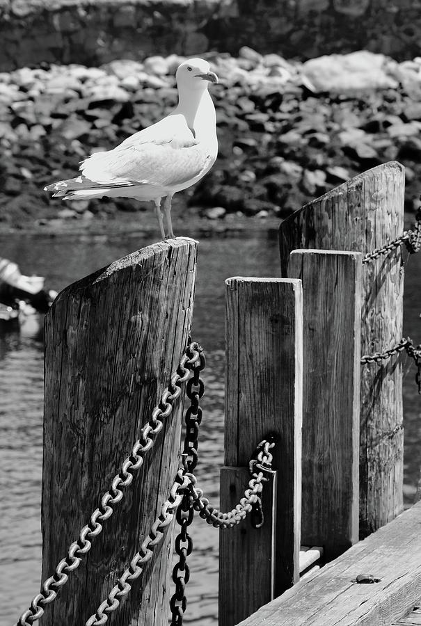 Seagull Photograph by Corinne Rhode