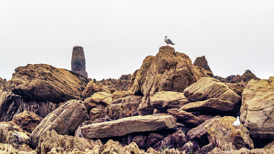 Seagull, Cornwall, England, UK Photograph by Mark Llewellyn