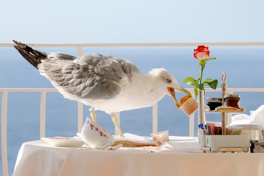 Seagull eating muffin for breakfast in Capri Photograph by Sergio Amiti
