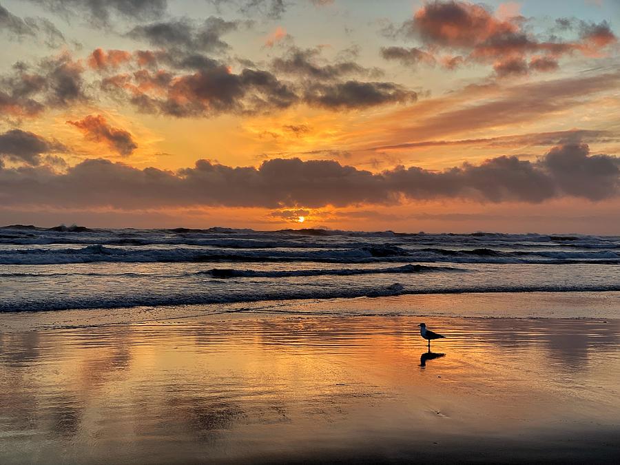 Seagull Enjoying the Sunset  Photograph by Jerry Abbott