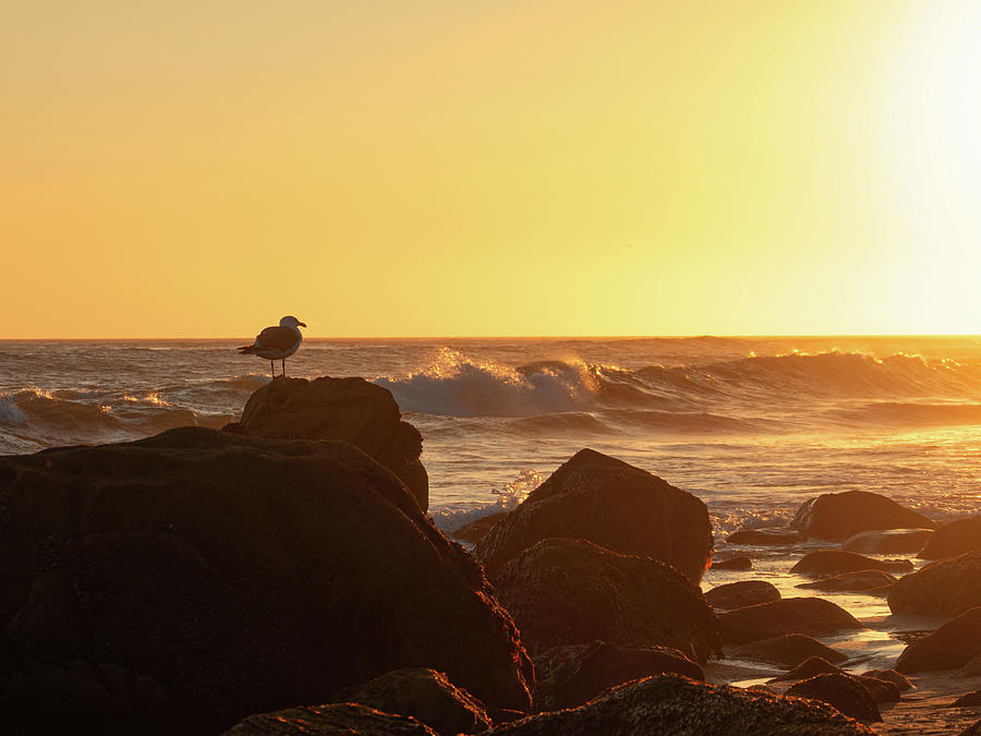 Seagull Enjoying the Sunset Photograph by Matthew DeGrushe