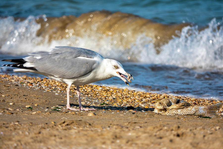 Seagull Photograph by Fabrizio Troiani