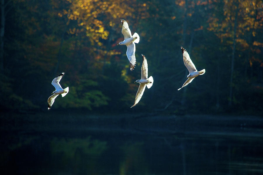 Seagull Photograph - Seagull Flight by Karol Livote