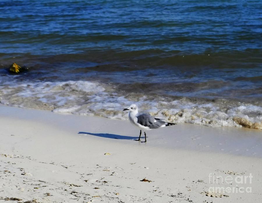 Seagull Photograph - Seagull Florida Keys by Charlene Cox