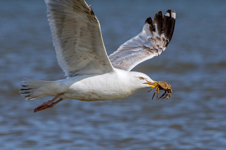 Seagull Flying Away with Crab Photograph by Arterra Picture Library