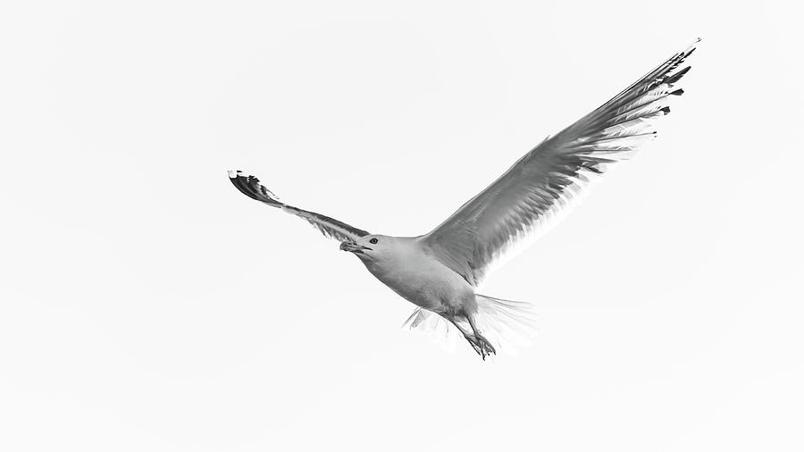 Seagull flying black and white Photograph by Simona Osterman - Fine Art ...