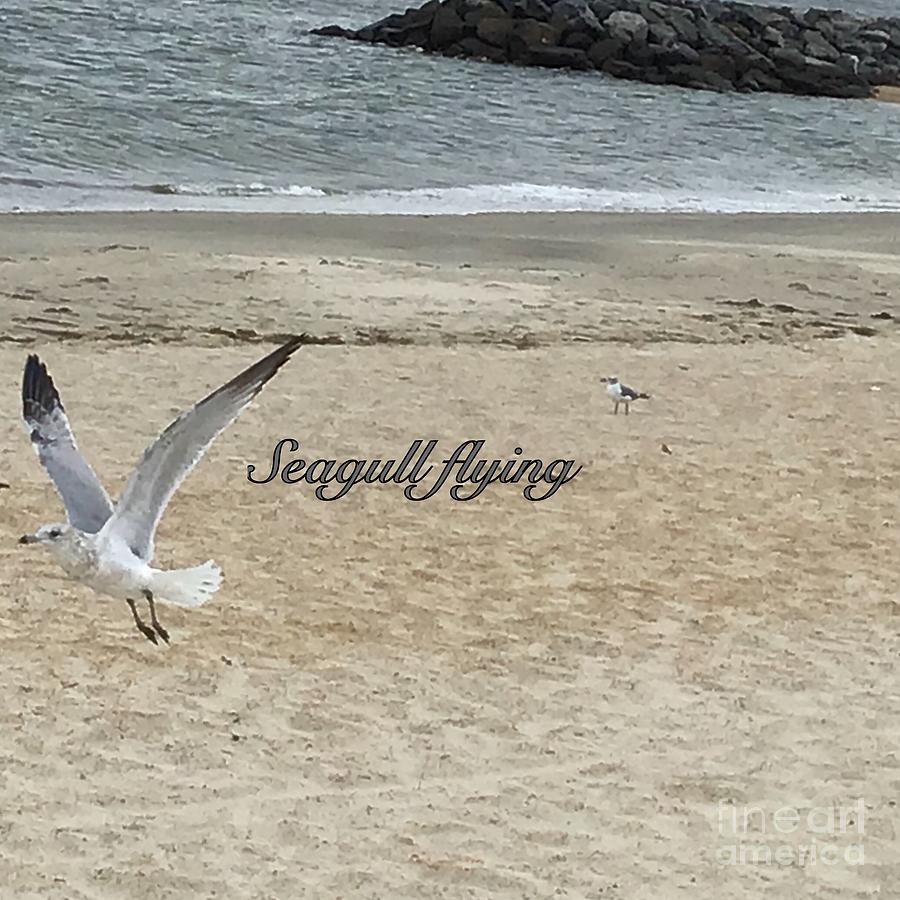 Seagull Flying Photograph by Catherine Wilson
