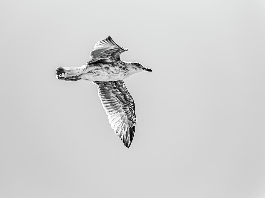 Seagull flying Photograph by Uninteresting Arts | Fine Art America