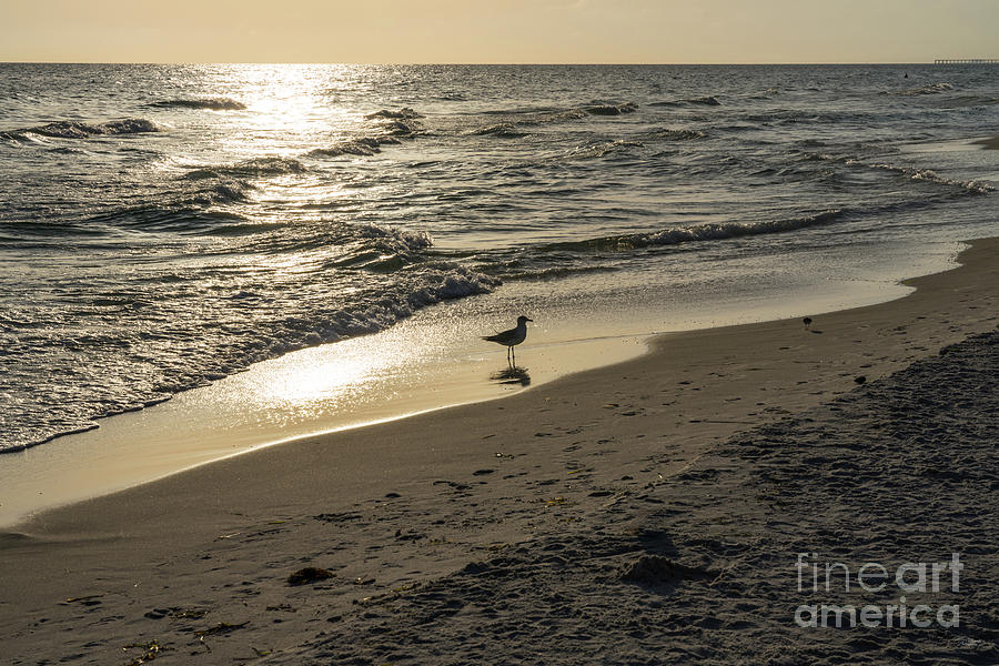 Seagull Golden Sunset Silhouette Photograph by Jennifer White