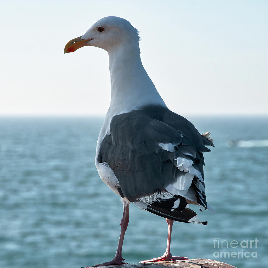 Seagull - Hold That Pose Digital Art by Kirt Tisdale