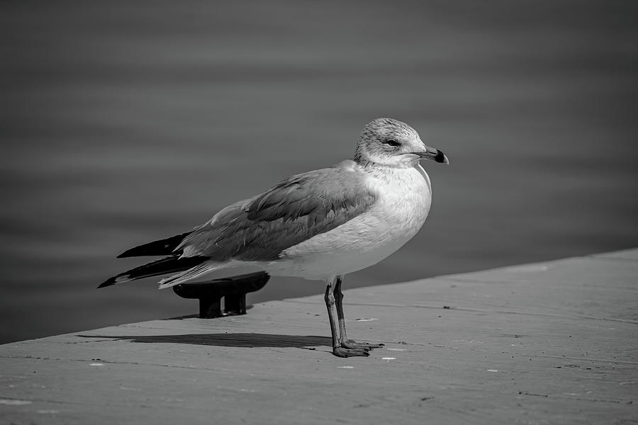 Seagull in Black and White Photograph by Chad Meyer