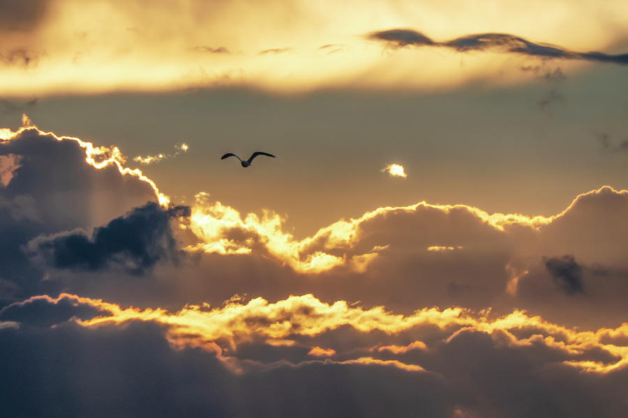 Amber Photograph - Seagull in evening cloudscape by Kim Lessel