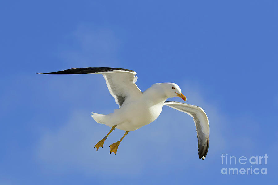 Seagull in Flight Photograph by Arterra Picture Library