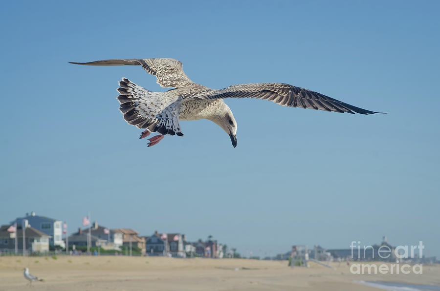 Seagull in Flight Coastal Bird Animal / Wildlife Photograph Photograph by PIPA Fine Art - Simply Solid
