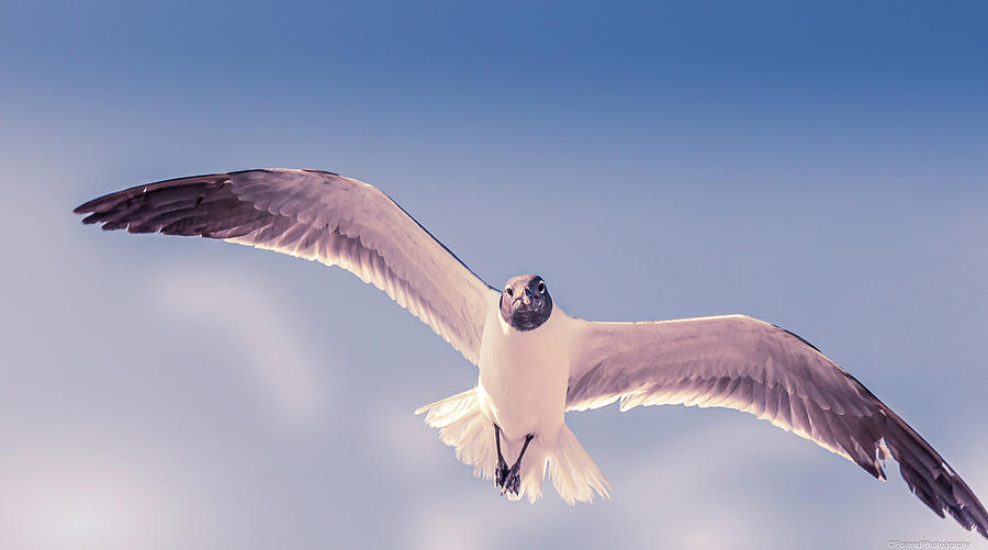  Seagull In Flight  Photograph by Debra Forand