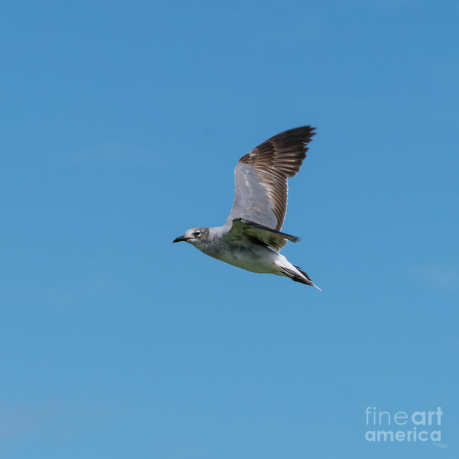Seagull In Flight Photograph by Jennifer White
